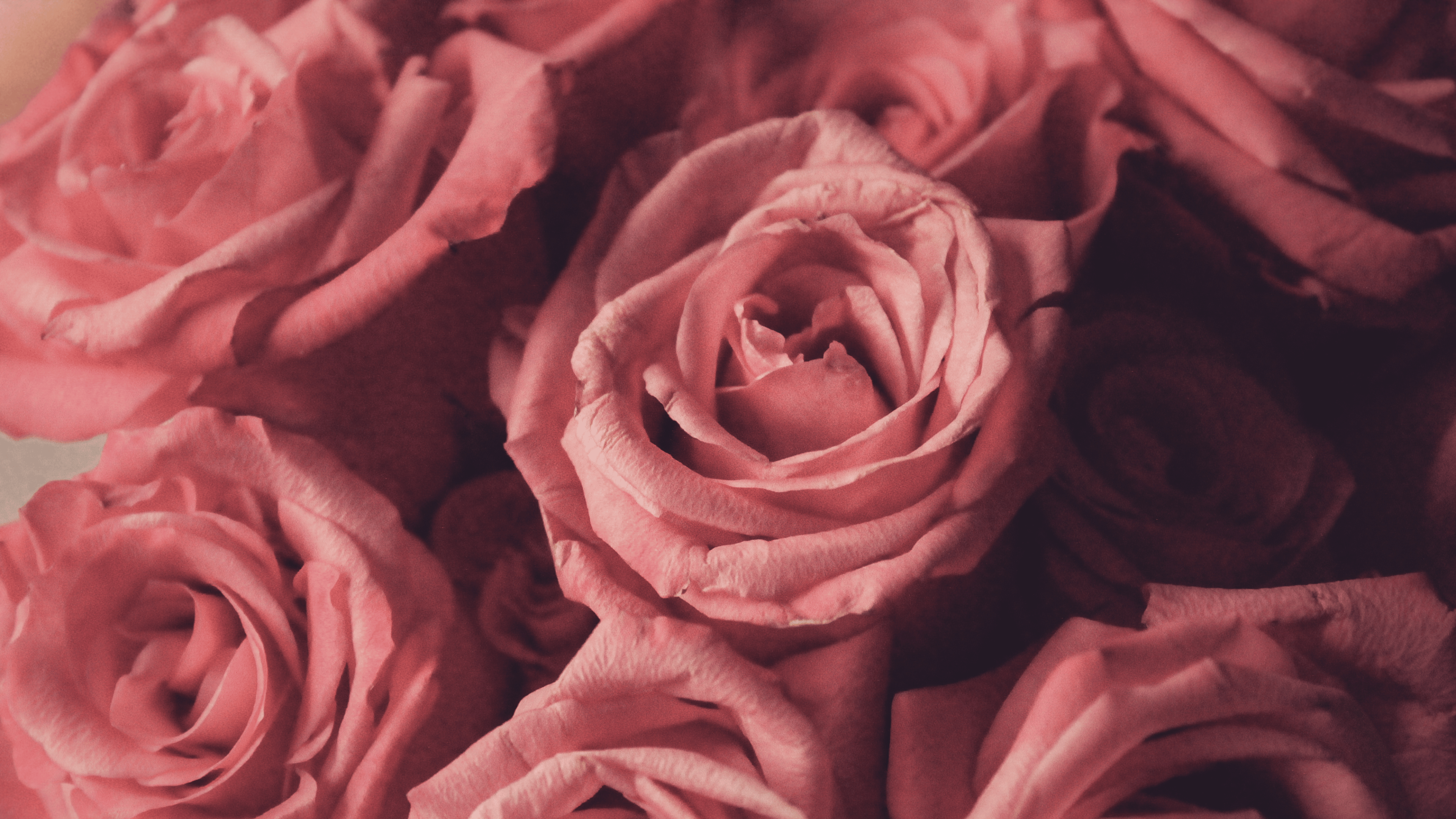 Rose Series – HOMIE MARKETING SDN BHD 201801040657 (1302688-H)